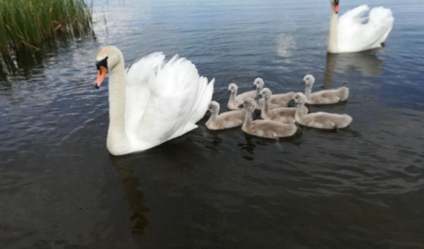 1708491 603x354 2 - Озеро Яново