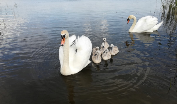 1708537 603x354 2 - Озеро Яново